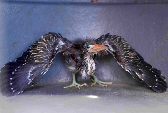 Noventa animais silvestres são resgatados pelo Ipaam de janeiro a maio