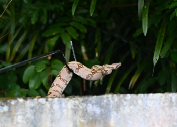 Noventa animais silvestres são resgatados pelo Ipaam de janeiro a maio