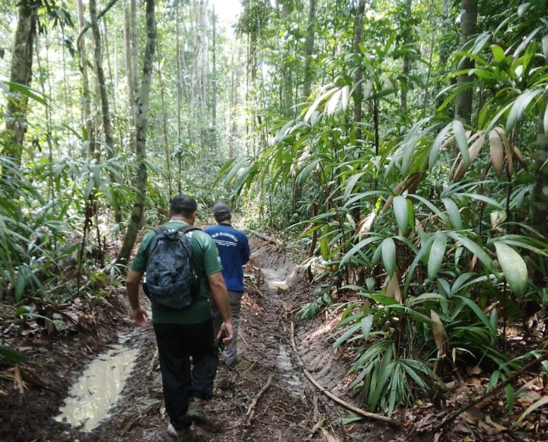 Período do Defeso Florestal chega ao fim nesta quinta-feira no Amazonas 