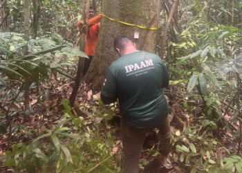 Período do Defeso Florestal chega ao fim nesta quinta-feira no Amazonas