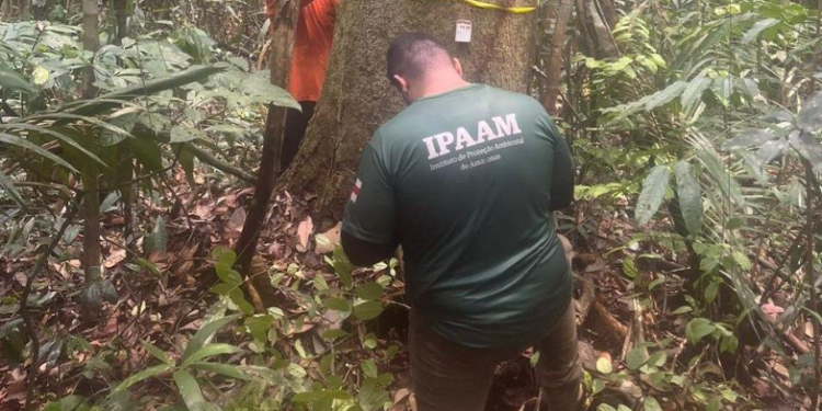 Período do Defeso Florestal chega ao fim nesta quinta-feira no Amazonas