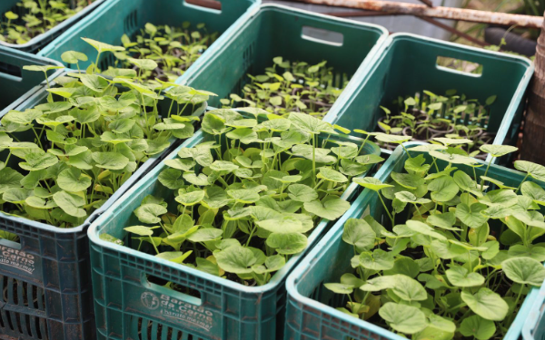 Sepror divulga Plano Estadual de Agroecologia e Produção Orgânica do Amazonas para consulta pública