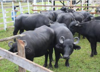 Adaf convoca produtores a realizarem atualização cadastral de animais até 15 de junho