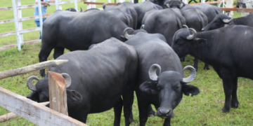 Adaf convoca produtores a realizarem atualização cadastral de animais até 15 de junho
