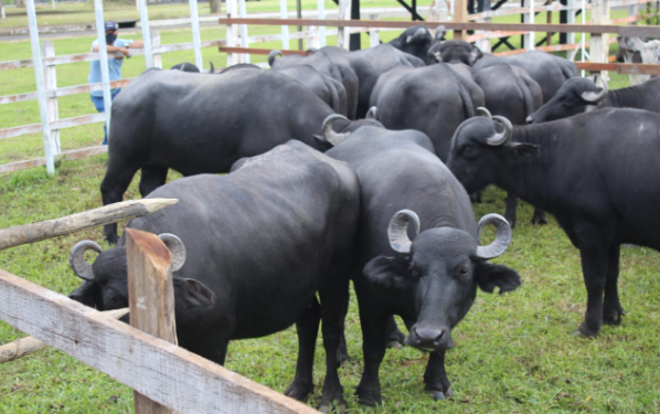 Adaf convoca produtores a realizarem atualização cadastral de animais até 15 de junho