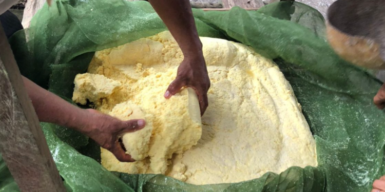 Em Tabatinga, Idam capacita agricultores familiares que atuam na mandiocultura