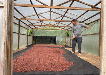 Europa vai receber 1,2 tonelada de amêndoa de cacau produzida por extrativistas assistidos pelo Idam