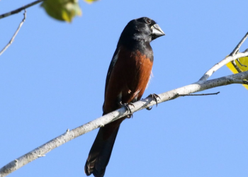 Ipaam inicia campanha de regularização de Criadores Amadores de Passeriformes 2026