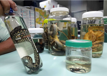 Operação Cheia 2025 FVS-RCP alerta para prevenção de acidentes por animais peçonhentos em áreas residenciais no Amazonas