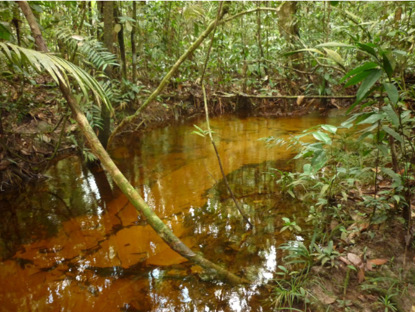 Pesquisa apoiada pelo Governo do Amazonas analisa fontes de água e possíveis alterações relacionadas à urbanização