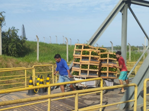Idam inicia cadastramento de agricultores familiares para recebimento de mudas de castanha-da-Amazônia