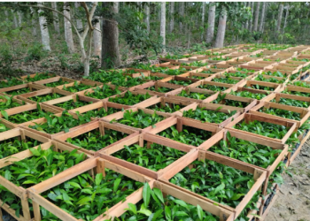 Idam inicia cadastramento de agricultores familiares para recebimento de mudas de castanha-da-Amazônia