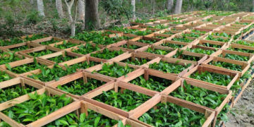 Idam inicia cadastramento de agricultores familiares para recebimento de mudas de castanha-da-Amazônia