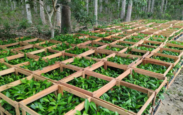 Idam inicia cadastramento de agricultores familiares para recebimento de mudas de castanha-da-Amazônia