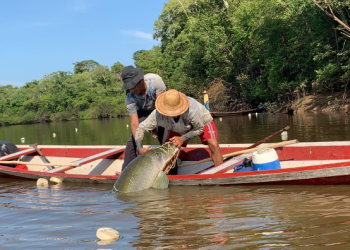 Subvenção Econômica do Pirarucu prazo para credenciamento no edital encerra nesta sexta-feira