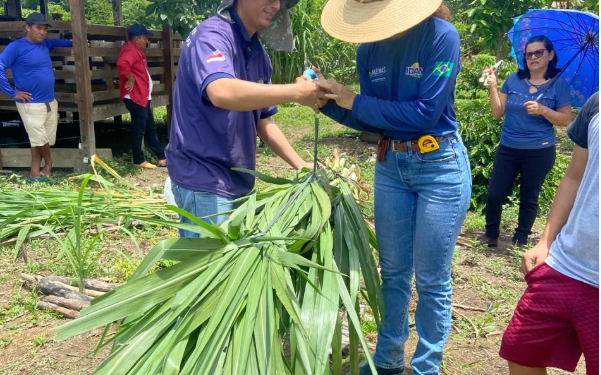 Amazonas avança na pecuária sustentável com implantação de Unidades Demonstrativas de Pastejo Rotacionado