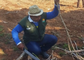 Idam e Embrapa levam nova variedade de mandioca para agricultores familiares de Lábrea