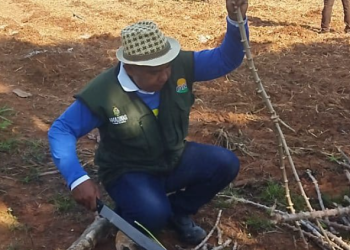 Idam e Embrapa levam nova variedade de mandioca para agricultores familiares de Lábrea