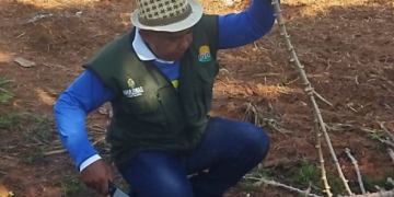 Idam e Embrapa levam nova variedade de mandioca para agricultores familiares de Lábrea
