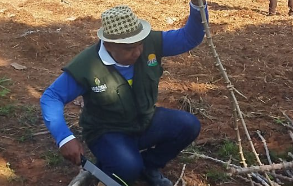 Idam e Embrapa levam nova variedade de mandioca para agricultores familiares de Lábrea