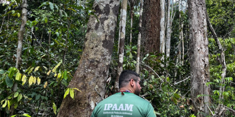 Ipaam libera 141 mil metros cúbicos de madeira para produção legal em agosto