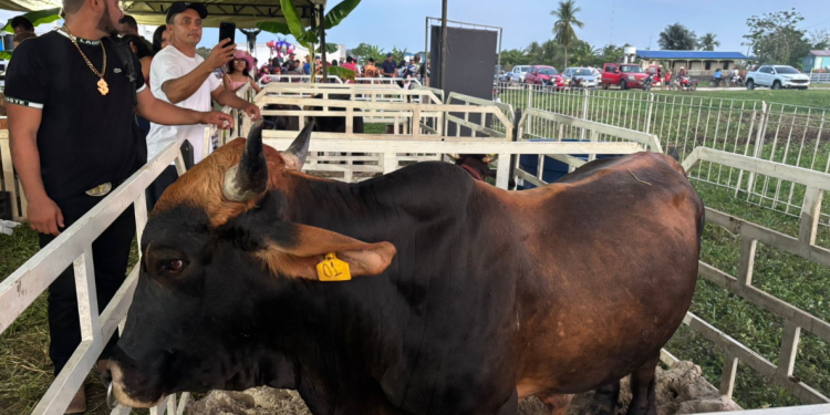 Sepror realiza apoio técnico e repasse de recursos na 3ª Festival AgroVárzea e 1ª Feira Agro de Careiro da Várzea