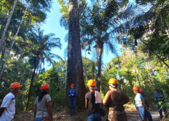 Idam já capacitou 272 extrativistas como parte do projeto Paisagens Sustentáveis da Amazônia em 2025