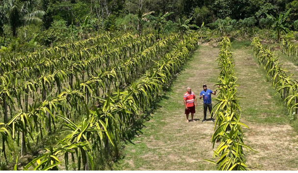 No Dia da Agricultura, Idam ressalta a importância do trabalho de extensão rural para o seto