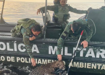 Polícia Militar do Amazonas resgata onça ferida por disparos de arma de fogo no Rio Negro