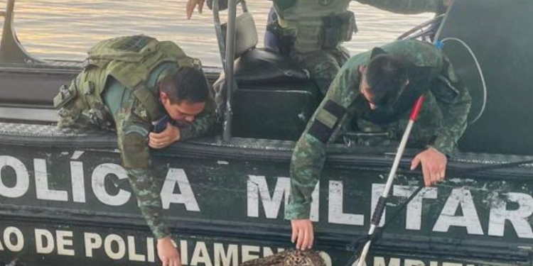 Polícia Militar do Amazonas resgata onça ferida por disparos de arma de fogo no Rio Negro