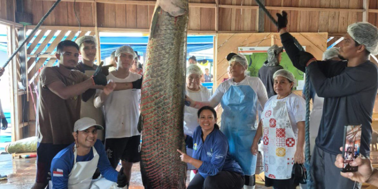 Em Maraã, pescadores realizam primeira pesca de pirarucu manejado