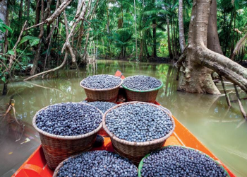 Com produção em alta no Amazonas, açaí é reconhecido oficialmente como fruta autenticamente brasileira