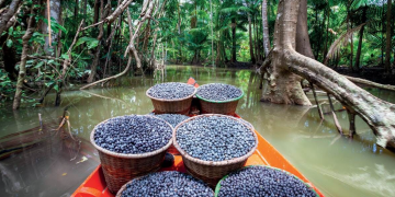Com produção em alta no Amazonas, açaí é reconhecido oficialmente como fruta autenticamente brasileira