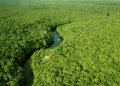 Desmatamento em unidades de conservação da Amazônia cai 38% em 2025