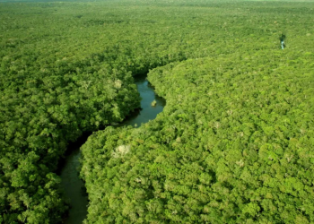 Desmatamento em unidades de conservação da Amazônia cai 38% em 2025