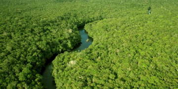 Desmatamento em unidades de conservação da Amazônia cai 38% em 2025