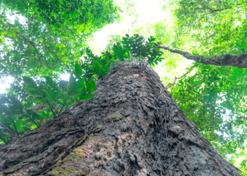 Floresta do Paru volta ao ranking das áreas mais ameaçadas pelo desmatamento na Amazônia