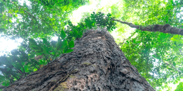 Floresta do Paru volta ao ranking das áreas mais ameaçadas pelo desmatamento na Amazônia