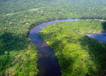 Desmatamento cai no Amazonas e tem redução de 30% nos alertas, diz relatório