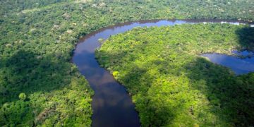 Desmatamento cai no Amazonas e tem redução de 30% nos alertas, diz relatório