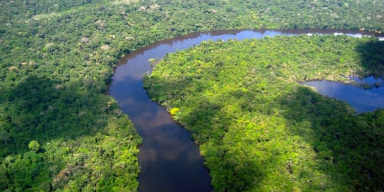 Desmatamento cai no Amazonas e tem redução de 30% nos alertas, diz relatório
