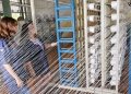 Finep financia estruturação da cadeia produtiva da malva na Amazônia