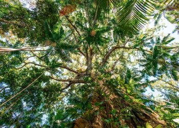 Estudo revela papel do agronegócio na expansão das florestas brasileiras