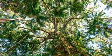 Estudo revela papel do agronegócio na expansão das florestas brasileiras