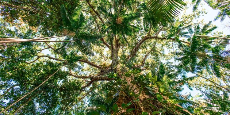Estudo revela papel do agronegócio na expansão das florestas brasileiras