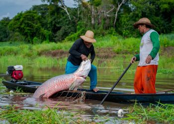 Programa EcoAm abre inscrições para chamada gratuita que conecta negócios da bioeconomia a mercados e investidores